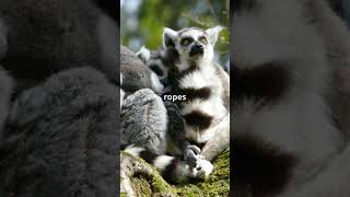 Top fact about ringtailed lemur short viralshort animallover ringtailed lemur [upl. by Oalsecnew]