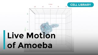 3D Live Motion of Amoeba [upl. by Demetra]