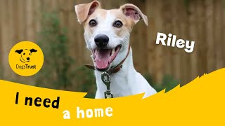 Riley the lovely Lurcher  Dogs Trust Darlington [upl. by Nitsir951]