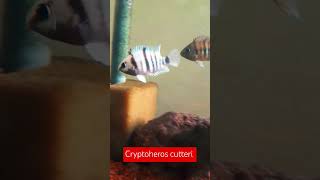 Cryptoheros cutteri cichlid cichlids aquarium fishtank acuarofilia aquariumhobby aquariumfish [upl. by Madlen]