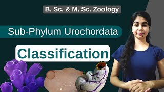 Urochordata Classification  In Hindi  B Sc amp M Sc  Zoology [upl. by Gitel]