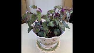 Purple Velvet Plant Gynura Care What to Know [upl. by Moraj]