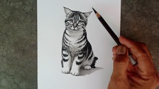 How to draw a cat by pencil with easy ways [upl. by Notlok]