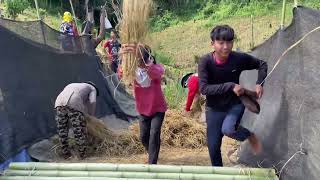 Complete harvesting and threshing rice by hand [upl. by Dorolice]