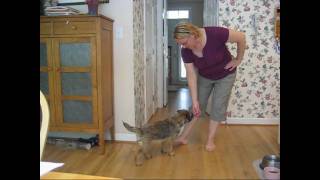 Border Terriers Show How Smart They Are Part 2 [upl. by Kenimod]