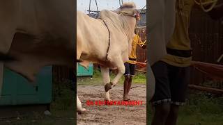 BADSHAH KHAN NOW AT PATHAN CATTLE FARM shorts cows bull pathancattlefarm [upl. by Arahas]