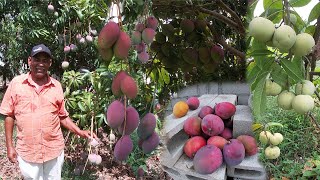 Ubaldo cosecha todo tipo de mangos en su tierra La vida del campo [upl. by Adlitam414]