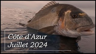 Chasse sous marine Côte dAzur Juillet 2024  Daurade royale 35 kg pélamide denti chapon [upl. by Aliwt89]