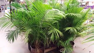 5 Tips for Indoor Palm Care  Donna Joshi [upl. by Nomis]