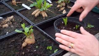 How to take dahlia cuttings [upl. by Benil]