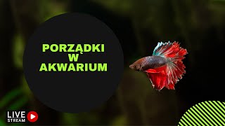 Wigilijne porządki w akwarium LIVE 71 [upl. by Ane]