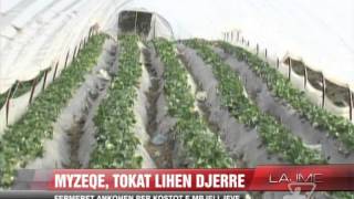 Myzeqe tokat lihen djerrë  News Lajme  Vizion Plus [upl. by Naras]