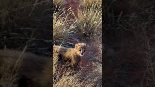 Cheetah cub sighting [upl. by Biles]