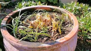 Agapanthus in Pots [upl. by Zedekiah]