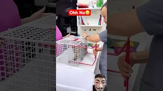 Cat’s Reaction while Injecting😳🔥 shorts trendingshorts viralshorts animals cat cats new [upl. by Atinev]