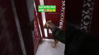 doglover funny comedy pet ladne ko tayar😡🐶💪👊 shorts ytshorts viral shortsfeed trending [upl. by Tiraj]