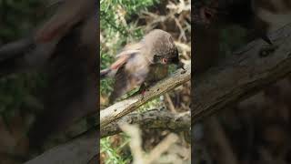 Dartford Warbler preening wildlifephotography nature wildlife birds animals [upl. by Elora]