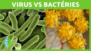 Quelle est la DIFFÉRENCE entre les VIRUS et les BACTÉRIES  🦠 Définitions et Différences [upl. by Lawrence491]