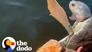 Family Works Together To Rescue Suffocating Turtle  The Dodo [upl. by Aranat]