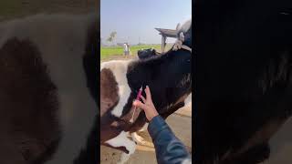 Intramuscular injection in cow [upl. by Nivrek]