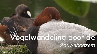 Vogelwandeling door de Zouweboezem 1249 [upl. by Luby]