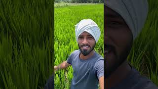 Bank loan  lifestyle vlog agriculture  villagefarmingvillagelife [upl. by Marius715]