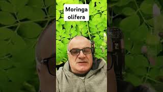 Moringa olifera [upl. by Millard]