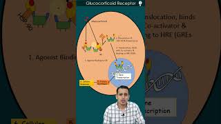 Nuclear Receptor  Glucocorticoid receptor  GPAT  NEET PG [upl. by Friedrick]