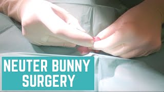 Neuter Bunny Surgery  Preparations and actual surgery [upl. by Twedy]