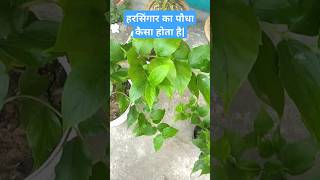 हरसिंगार का पौधा कैसा होता है  Harsingar ka paudha  shorts shortvideo plants garden flowers [upl. by Sonny]