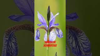 Sibirische Schwertlilie Iris sibirica [upl. by Pritchett294]