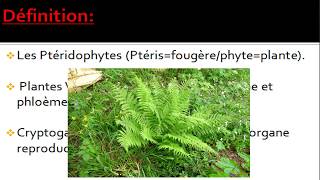 Biologie végétale les ptéridophytes botanique [upl. by Maryly]