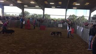 TipOTex Livestock Show in San BenitoTx at the Sonny Brazil Agriculture Complex 2018Dark OPB [upl. by Zitella]