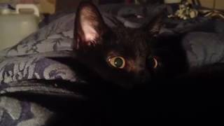 Kittens eyes dilate before she pounces [upl. by Narhet]