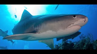 131106 Shark Expedition Trip Video aboard MV Shear Water with Jim Abernethys scuba Adventures [upl. by Gladi]