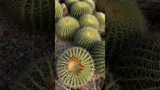 Discover the Beauty of Echinocactus nature plants cactus [upl. by Amoihc]