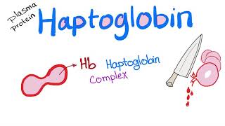 Haptoglobin  Hemolytic Anemia  RBCs  Hematology [upl. by Aloke380]