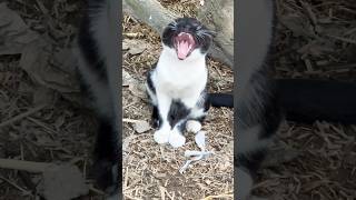 miao me me ma ma song catsmusic cat dsnewogs [upl. by Akeenat]