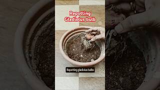 Repotting gladiolus bulbs [upl. by Nageem]