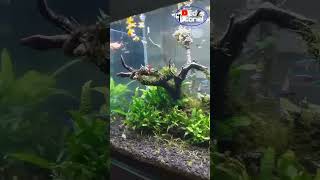 Basmi staghorn algae dalam aquarium aquascape cek deskripsi video [upl. by Aeet886]