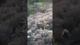 Where Did the Bullet Hit 200 Inch Buck Shot with 7mm Rem Mag [upl. by Duwad]