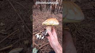 Porcino Cep King Bolete September 29th shorts new nature forest trending viralshort pilze [upl. by Nail589]