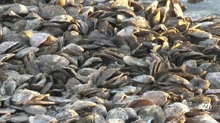 Businesses stunned after vote to suspend oyster harvesting for 5 years [upl. by Nerrawed884]