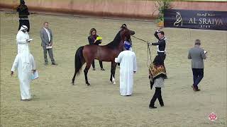 N233 RABBAN AL KHOR  22nd Qatar National 2019  Yearling Colts Class 6B [upl. by Boarer]