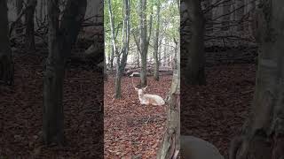 Fallow Deer Silent Guardians of the Forest [upl. by Enialedam]