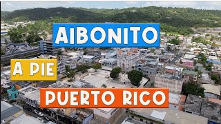 CALOR CAFE Y FLORES EN AIBONITO A Pie 4K [upl. by Ahtiek]