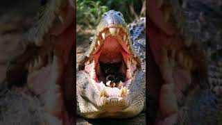 Crocodile hires new dental cleaning team  shortvideo wildlife ai chicken crocodile cute [upl. by Perrin]