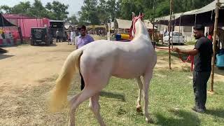 Jagraon manditrending horselover viralvideos [upl. by Violante]