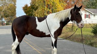 TSP LOT  PAINT  GELDING  6 YO  1550 [upl. by Annora]