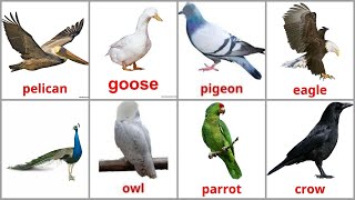 Toddlers Learning  Birds Names with Spelling and Pictures in English [upl. by Wilburt796]